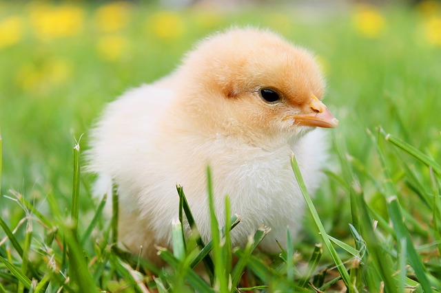 kuřátko v trávě